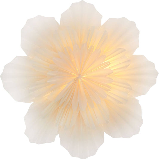 Stella-Azalea, Pergamentpapier weiß 40 cm